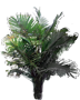 Arenga pierzasta